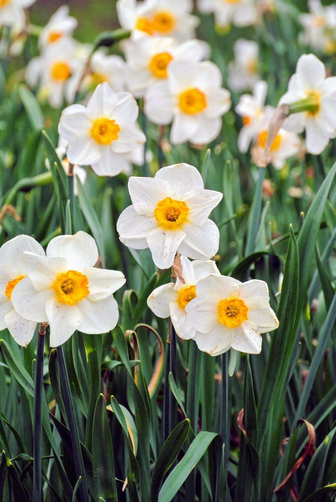 Daffodil blume samen for anpflanzung gelb and weiß blooms