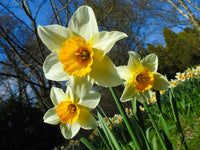 Daffodil blume samen for anpflanzung
