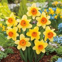 Orange rot daffodil pflanzen in garten bed