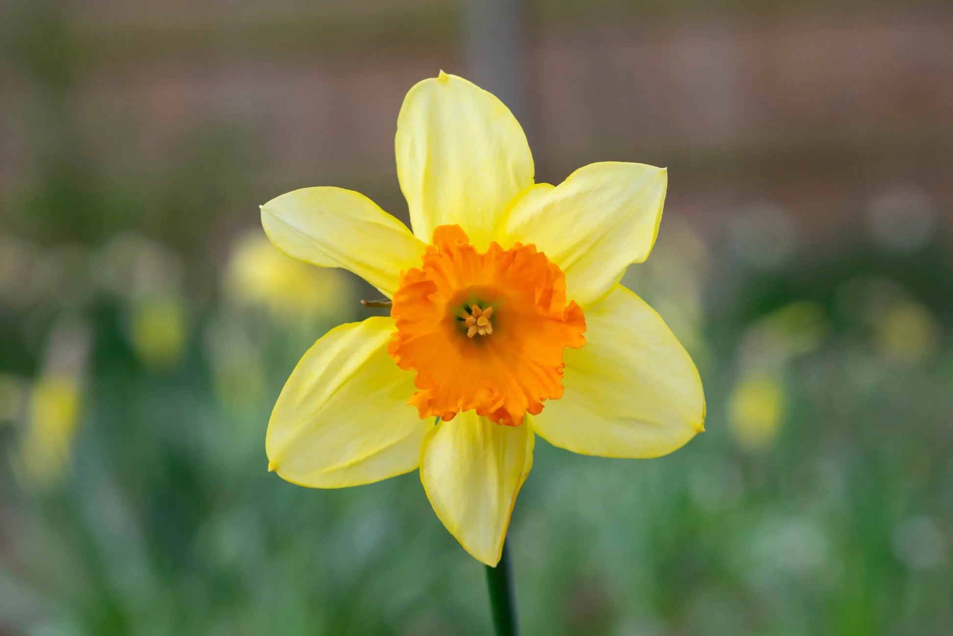 Cream orange daffodils in blooming garten
