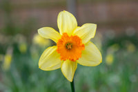 Cream orange daffodils in blooming garten