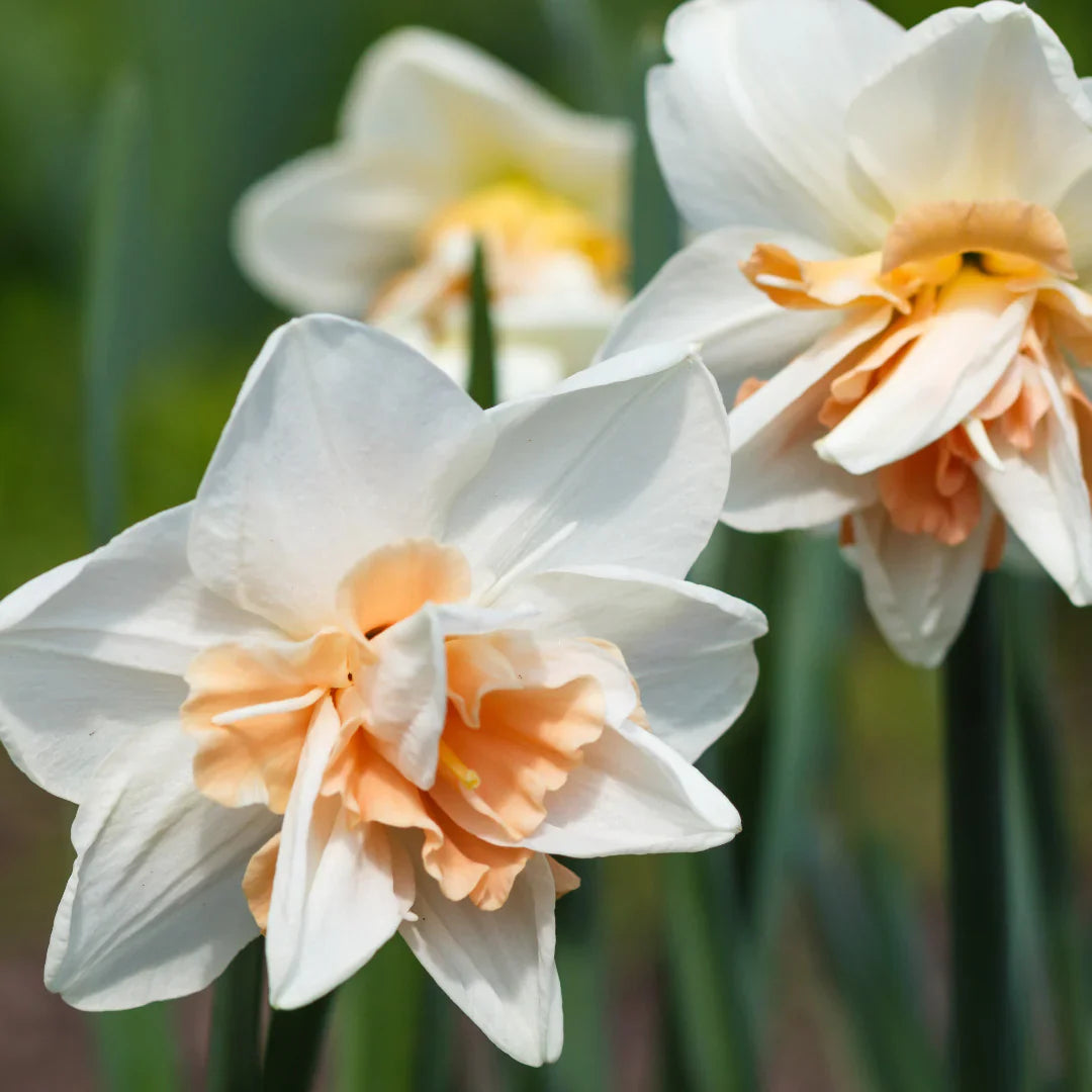Daffodil blumen blooming in spring garten