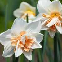 Daffodil blumen blooming in spring garten