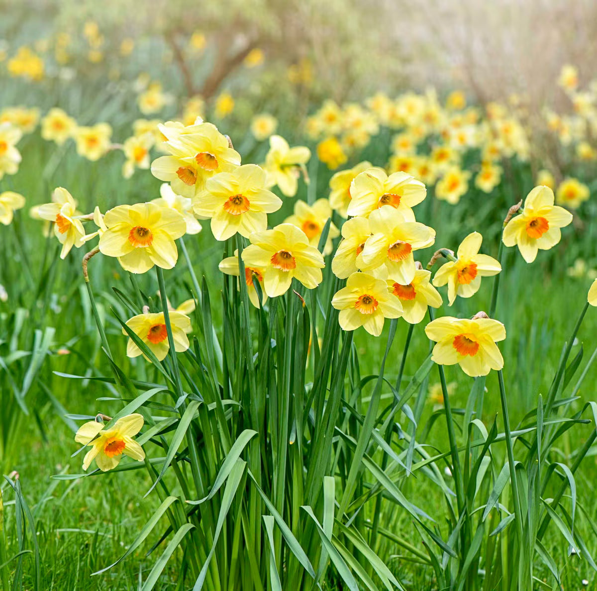 Daffodil growth stages