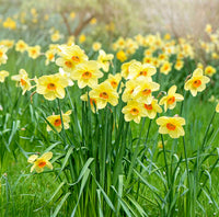Daffodil growth stages