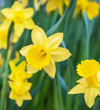 hell Gelb Narzisse Blumensamen zur Aussaat – Traditionssorte ohne Gentechnik biologisch Garten Samen Keimung