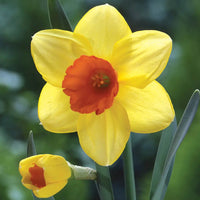 Orange rot daffodil blumen in spring garten