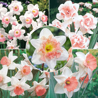 How to grow rosa & weiß daffodil blumen