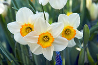 How to sow daffodil samen