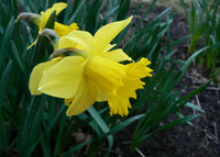 Daffodil seedlings emerging from soil