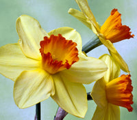 Daffodil seedlings keimend for spring growth