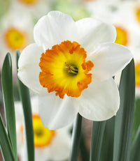 Daffodil seedlings wachsend from samen