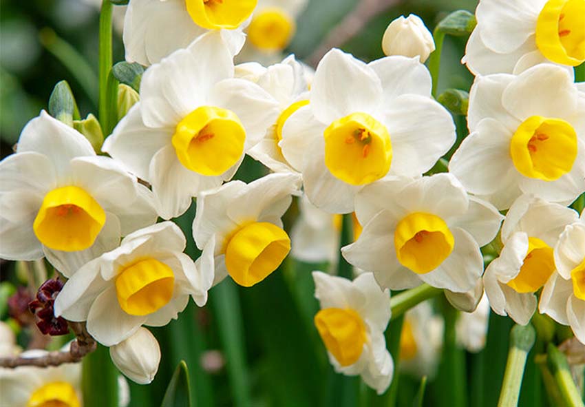 Spring daffodil blumen