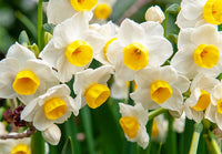 Spring daffodil blumen