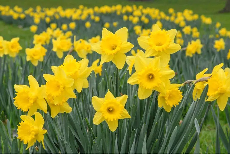 Daffodil gelb blume samen for garten anpflanzung