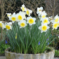Narzisse Blumensamen zur Aussaat Anzucht Creme Blüten