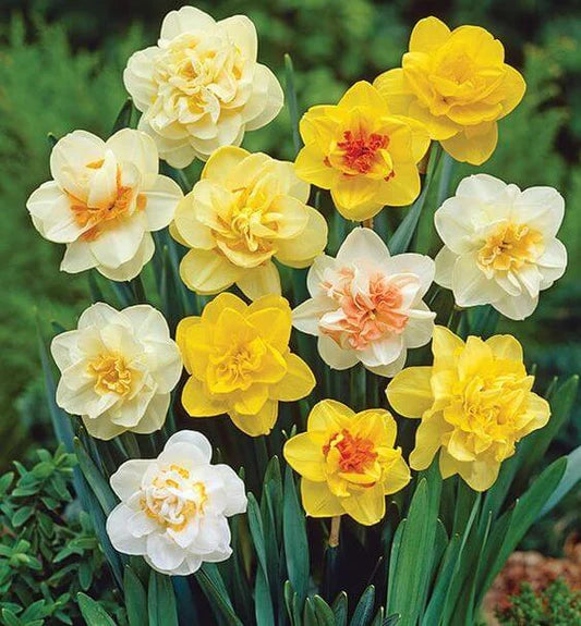 Rainbow Daffodils Blumensamen zur Aussaat Bestäuber freundlich Traditionssorte & ohne Gentechnik Samen Hausgarten