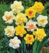 Rainbow Daffodils Blumensamen zur Aussaat Bestäuber freundlich Traditionssorte & ohne Gentechnik Samen Hausgarten