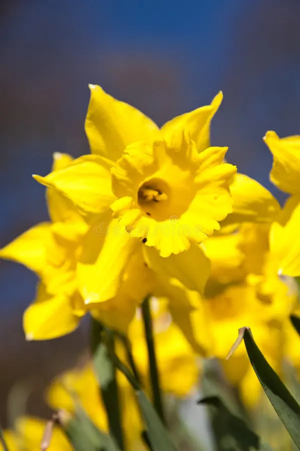 Narzissen Blumensamen zur Aussaat – Schnitt Blume beliebt – Traditionssorte & ohne Gentechnik Samen Hausgarten
