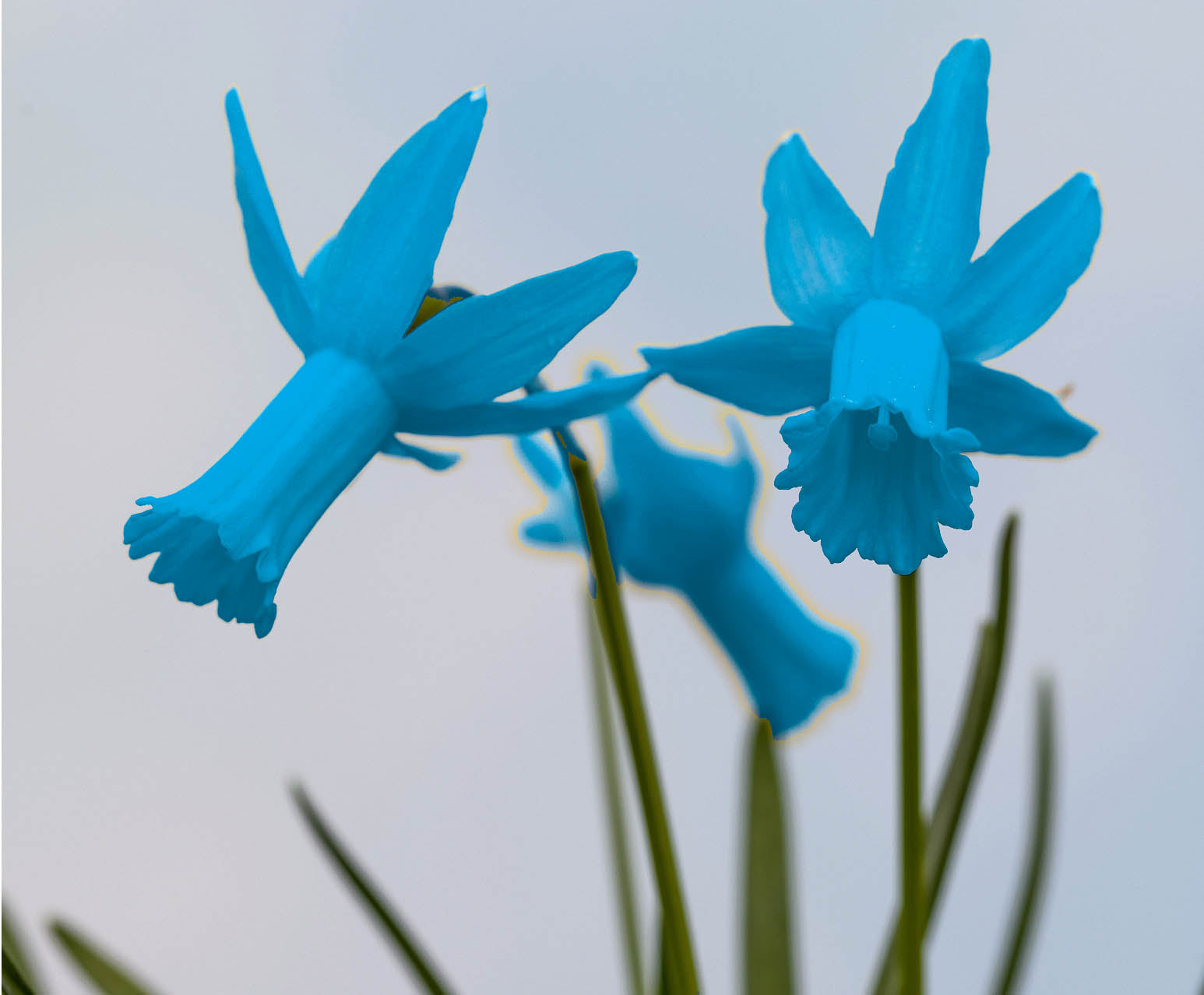Non gmo blau and weiß daffodils anpflanzung samen for gardens