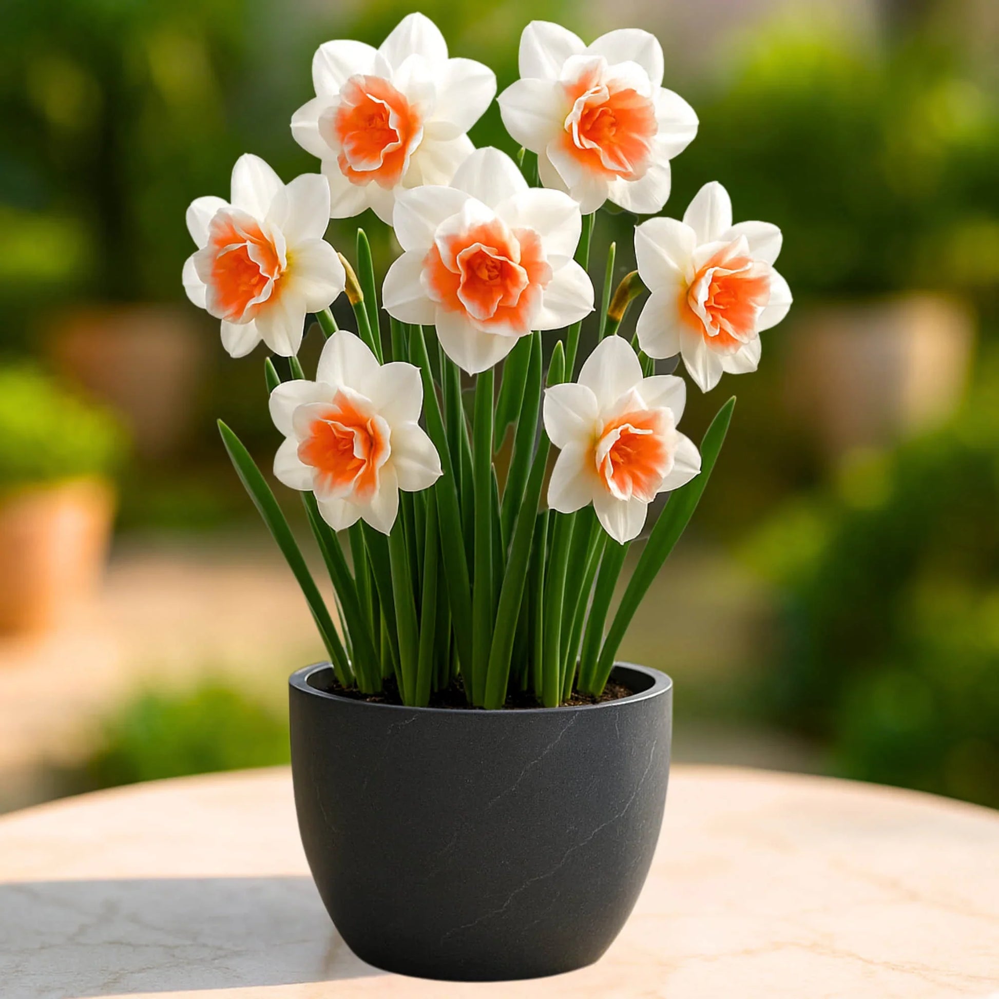 Vibrant daffodils in full spring bloom