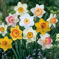 Gemischt gefüllt Narzisse Blumensamen zur Aussaat Garten beliebt Traditionssorte & ohne Gentechnik Samen Hausgarten