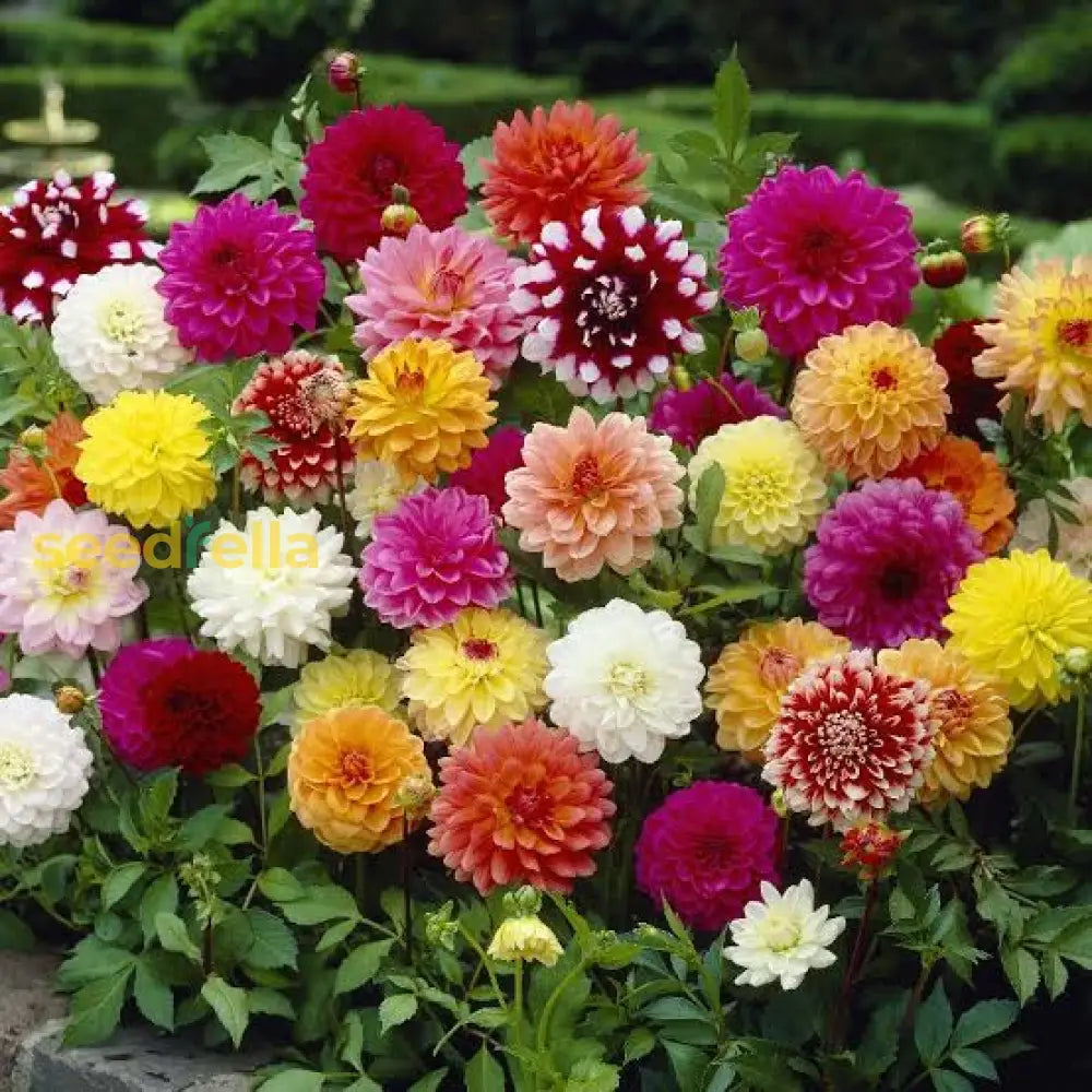 Butterscotch dahlia blumen for decoration