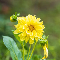 hell Gelb Dahlie Blumensamen zur Aussaat lang Blüte Saison Traditionssorte & ohne Gentechnik Samen Hausgarten