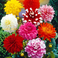 Dahlia fantasy blume samen for easy anpflanzung