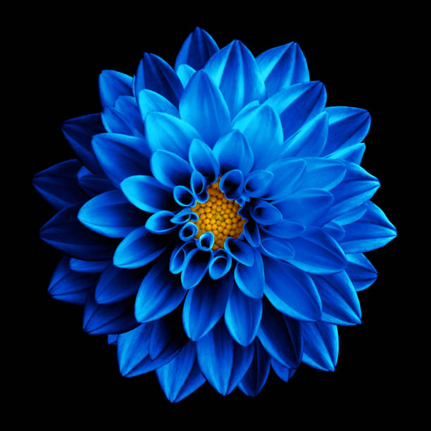 Dahlia blume samen