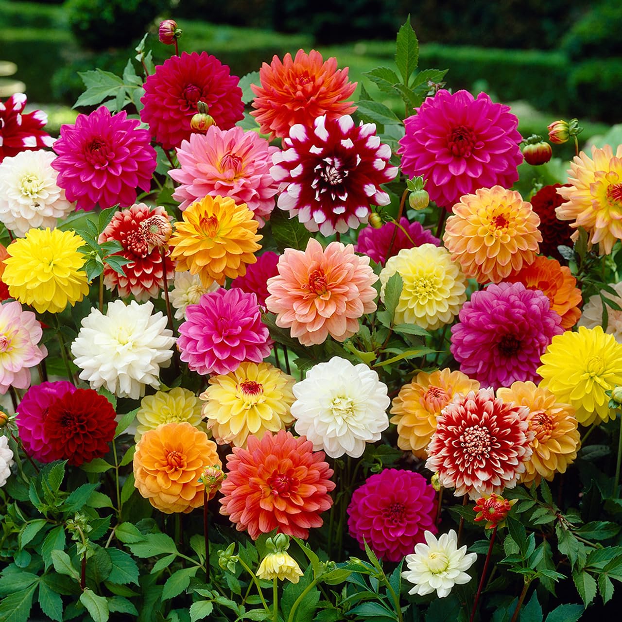 Dahlia blume samen