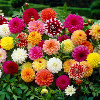 Dahlia blume samen
