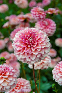 Mischung Dahlie Pompon Samen zur Aussaat farbenfroh Blume Garten Blüten – Anzucht Frühling