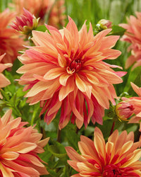 Dahlie Cancan Blumensamen zur Aussaat – hochwertige Qualitäts- – Traditionssorte & ohne Gentechnik Samen Hausgarten