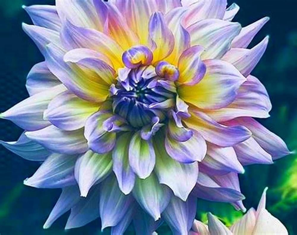 Colorful dahlias enhancing garten borders
