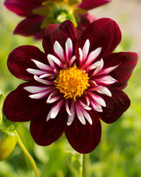 Night Schmetterling Dahlie Blumensamen zur Aussaat – Halbschatten verträglich – Traditionssorte & ohne Gentechnik Samen Hausgarten