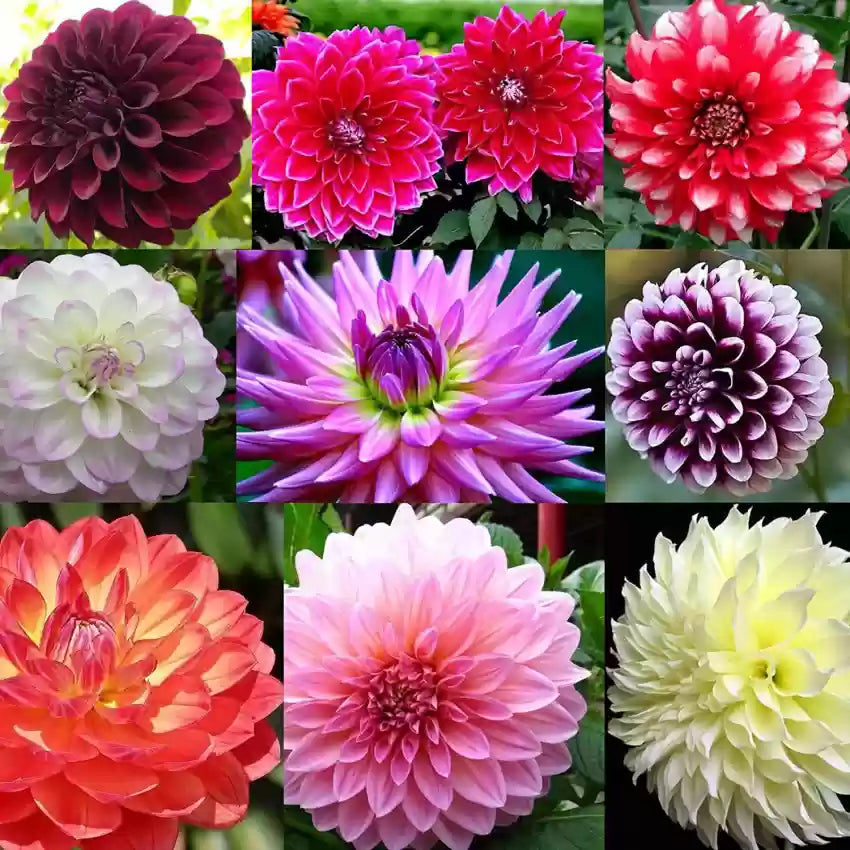 How to grow colorful dahlia blumen