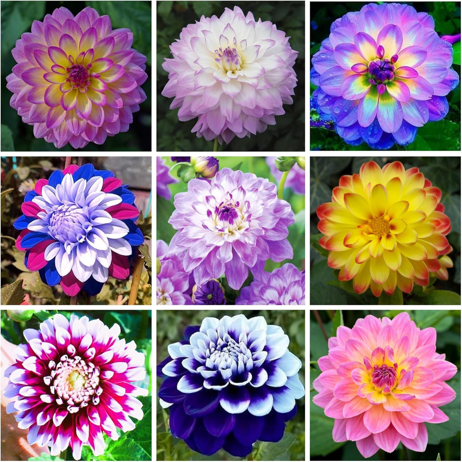 How to grow gelb blau dahlia blumen