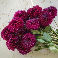 How to grow vibrant lila dahlia blumen