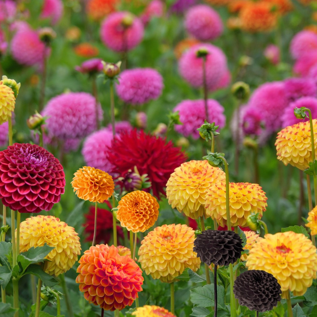 Dahlie Blumensamen zur Aussaat leuchtend Traditionssorte & ohne Gentechnik Samen Hausgarten
