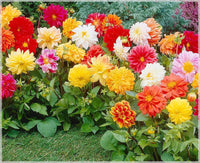 Giant (giant blume) samen for anpflanzung in home garten