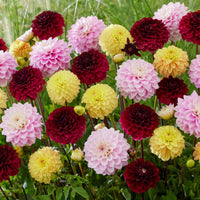 Dahlie Blumensamen zur Aussaat leuchtend Traditionssorte & ohne Gentechnik Samen Hausgarten