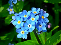 Forget Me Not Blumensamen zur Aussaat robust Sorte Traditionssorte & ohne Gentechnik Samen Hausgarten