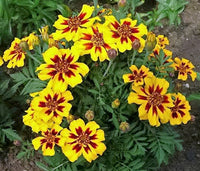 Dainty Marietta French Marigold Pflanze with red and yellow Blumen in Garten
