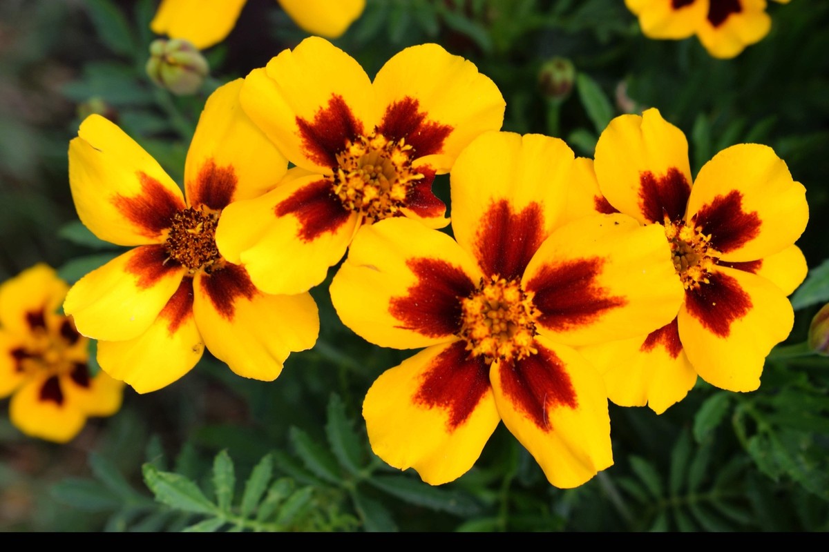 Dainty Marietta French Marigold Kraut with red and yellow blooms