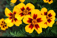 Dainty Marietta French Marigold Kraut with red and yellow blooms
