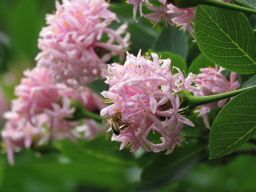 Dais cotinifolia blume samen