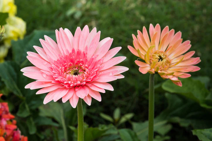 Violett Daisy Blumensamen zur Aussaat – sonnenliebend – Traditionssorte & ohne Gentechnik Samen Hausgarten