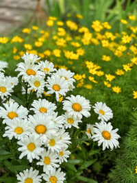 Weiß mehrjährige Blumensamen einfache Aussaat