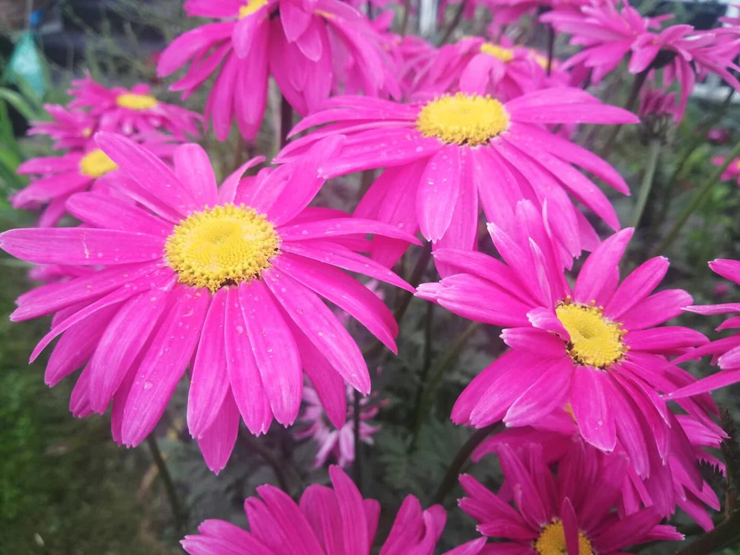 Pyrethrum Blumensamen zur Aussaat Landhaus Garten wichtig Traditionssorte & ohne Gentechnik Samen Hausgarten